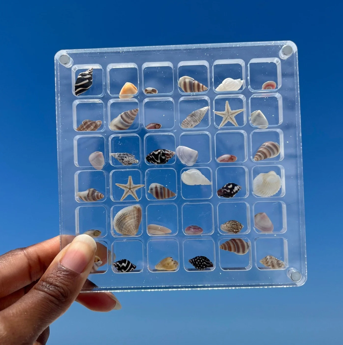 Seashell Display Case